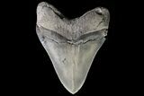 Serrated, Fossil Megalodon Tooth - Collector Quality! #75799-2